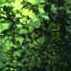 Forêt VIII (1995)