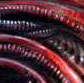 Wirehead (2000)